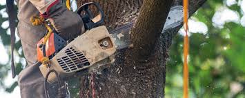 Best Arborist Consultation Services  in Las Quintas Fronterizas, TX