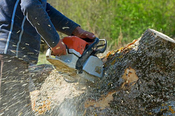  Las Quintas Fronterizas, TX Tree Services Pros